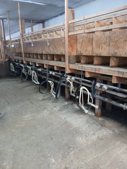 Melkanlage für Ziegen oder Schafe