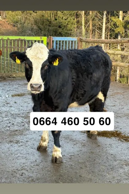 Trächtige Kalbin FL x GA