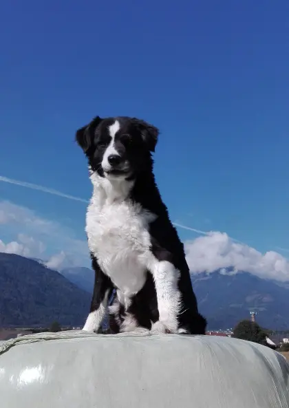 Suche Schafe/Lämmer