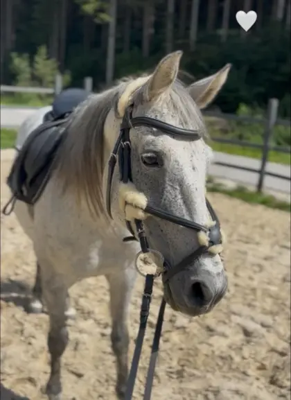 Beisteller Pony Schimmel Stute