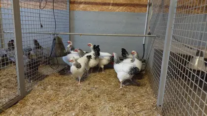 Bruteier Deutsches Reichshuhn