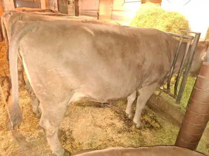 Verkaufe Original Braunviehtiere