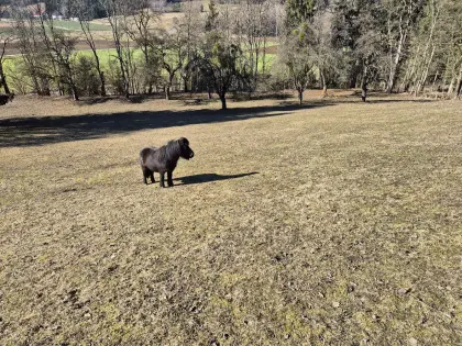 Einstellplatz im Offenstall