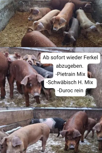 Ferkel