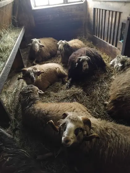 Montafoner Steinschaf Böcke