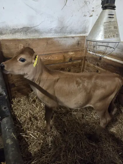 Verkaufe BIO Jersey Kuhkalb
