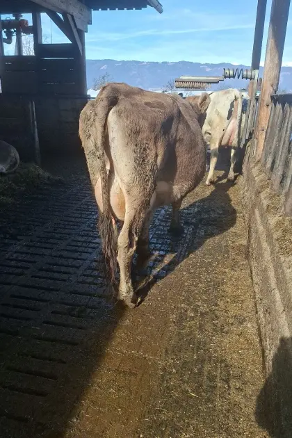 Braunvieh Erstlingskuh trächtig