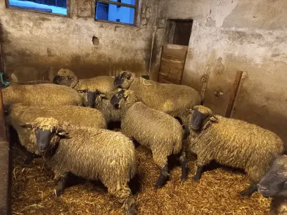 Verkaufe Schwarzkopfwidder