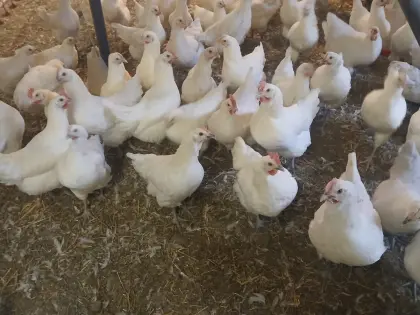 Junghennen weiß Bresse Gauloise