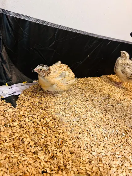 3 junge Wachtelhähne Perlfee