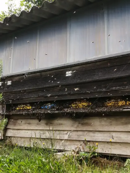 Verkaufe Bienenvölker