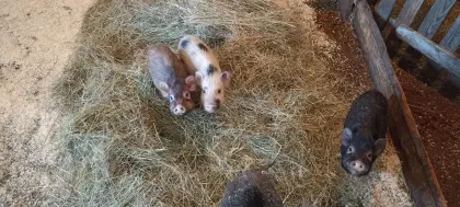 Micro-Schweinchen, Teacup-Schweine