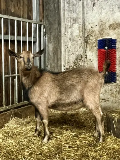 Genetisch hornloser Ziegenbock