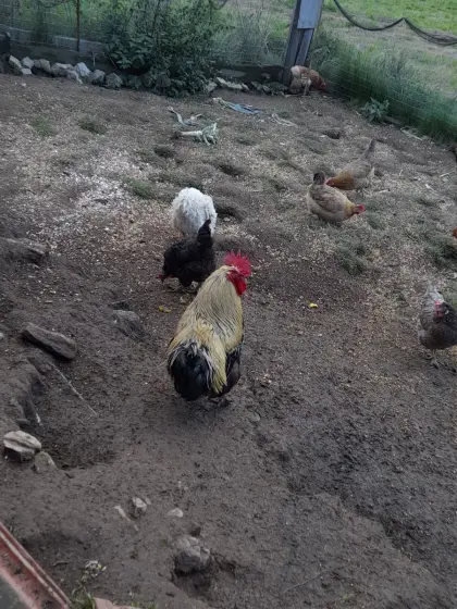 Hahn mit Sulmtalerhenne