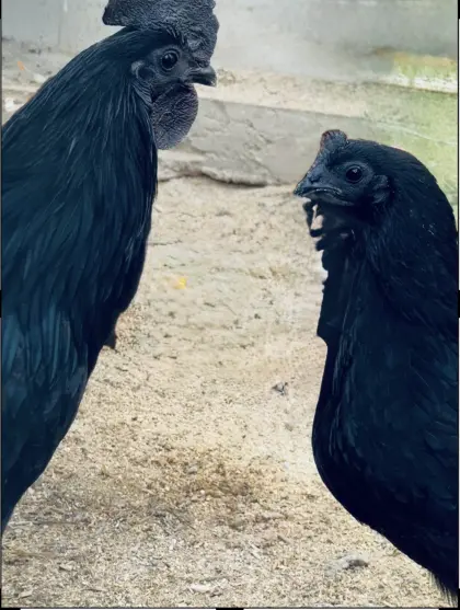 Ayam Cemani Bruteier