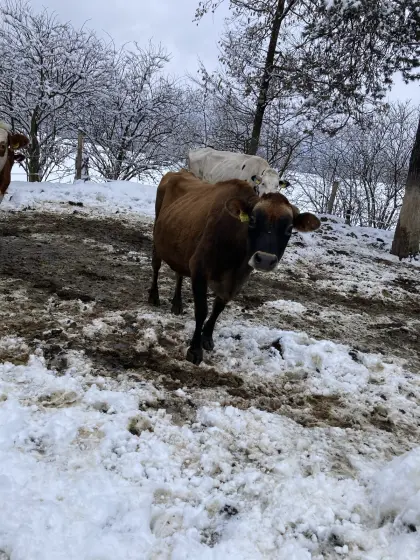 Verkaufe Jersey-Kalbinnen