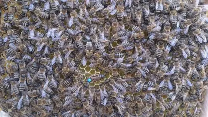 BIO Carnica Bienenvölker