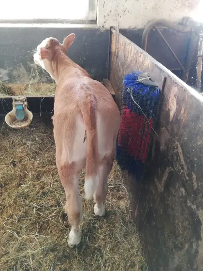 Fleckviehkalb weiblich