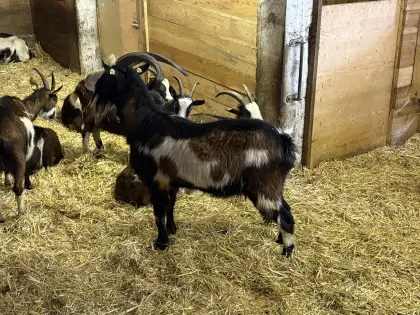 Verkaufe Tauernscheckenbock