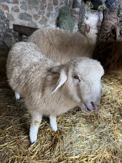 Kleine homogene Schafherde