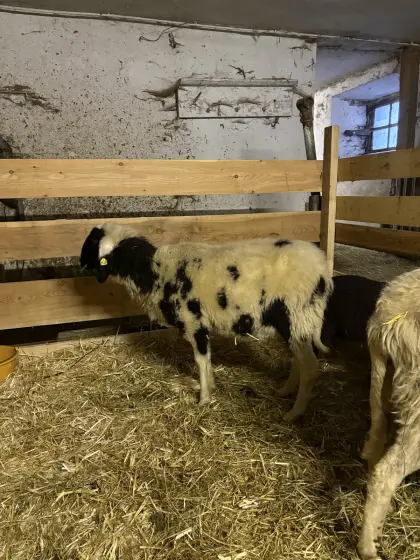Bergschaf