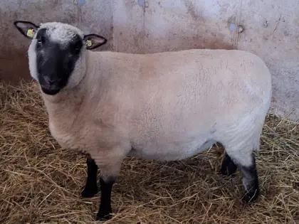 Shropshire Schaf
