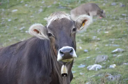 Suche Bio BS Kuh oder Kalbin