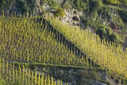 Praktikant/-in für Weinbau an der Mosel