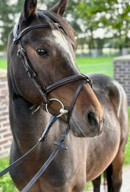 Ponywallach zu verkaufen
