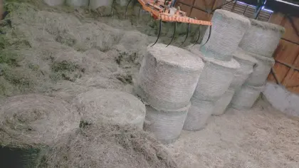 Heu in Ballen zu verkaufen