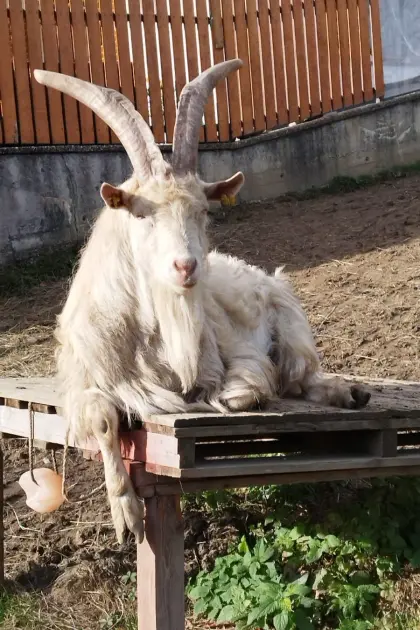 Ziegenbock, Mutter Passaierer, Vater Saane