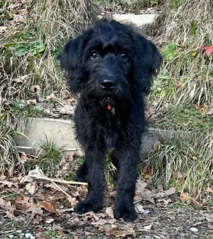 Labradoodle F1 vom Biobauernhof Wurfankündigung!