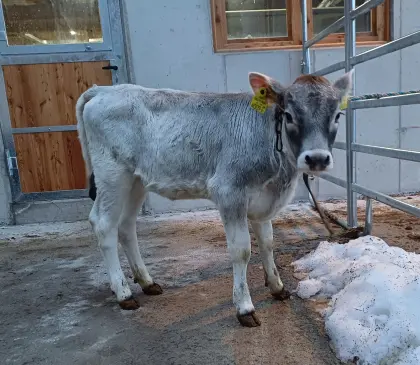 Tiroler Grauvieh Kalb