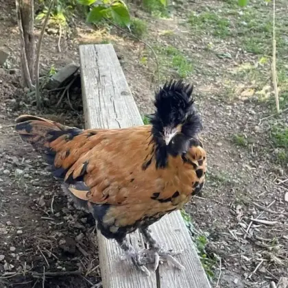 Junghennen vieler Rassen und Bruteier