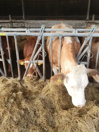 Verkaufe Fleckvieh Kuh