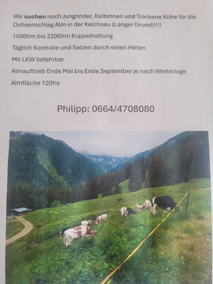 Suche Galtvieh