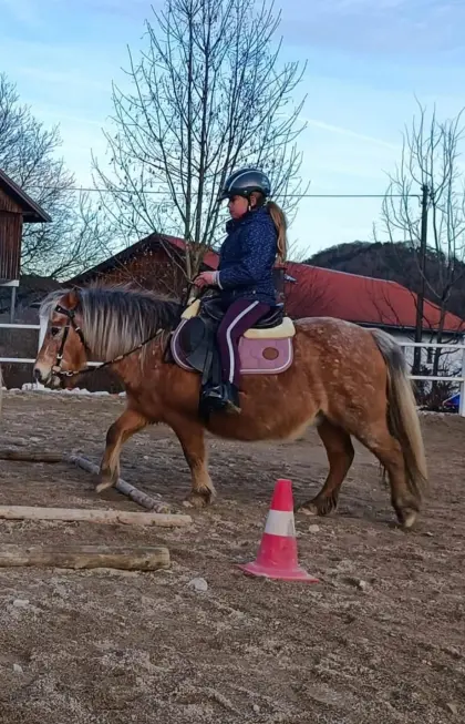 Ponys aus Kinderreitschule