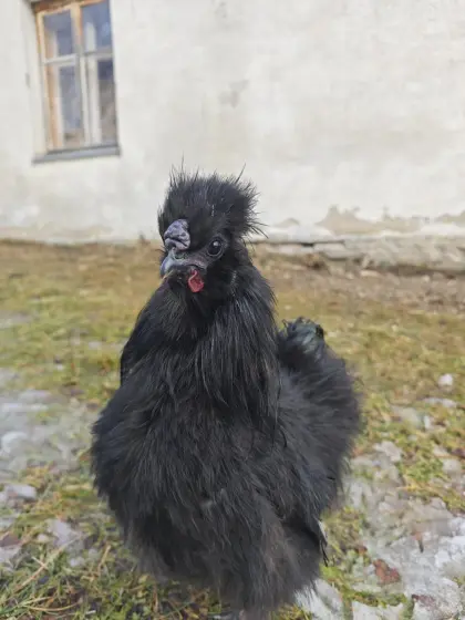 Zahme, wunderschöne Seidenhuhn-Hähne