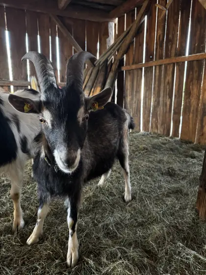 BIO Ziegenbock