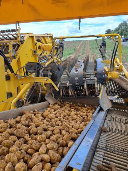 Speisekartoffel Valdivia