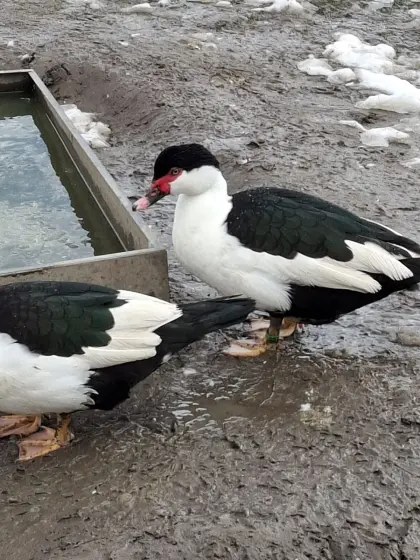 Warzenenten Herzschecken
