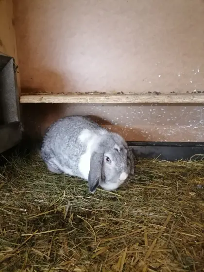 Zwergwidder Zwergkaninchen