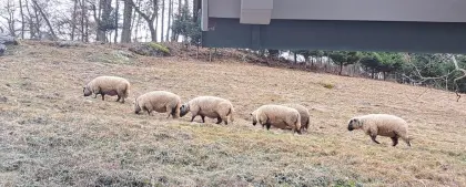 Verkauf 2 Shropshire Schafe