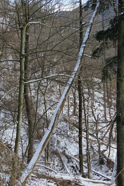 Bruch-Holz ca. 100 RM zu verschenken