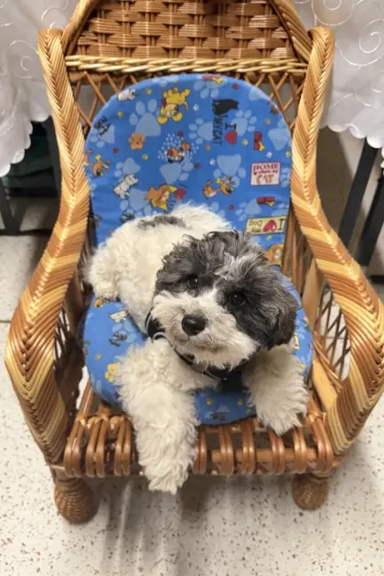 Bichonpoo (Bichon Frise mit Zwergpudel)