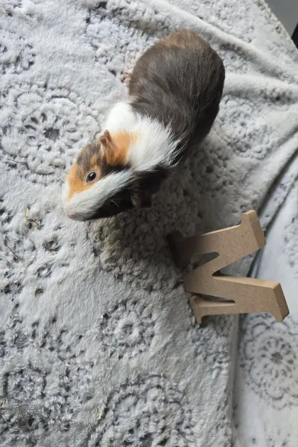 Meerschweinchen männlich 7 Monate alt