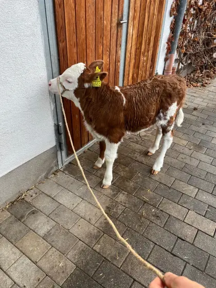 Verkaufe Zuchtkalb