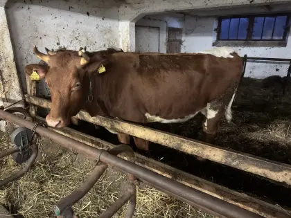 Trächtige Bio PIxRF Kalbin