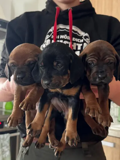 Schweißhunde Welpen