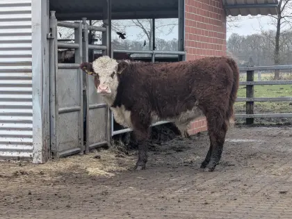 Bio-Hereford-Bullenabsetzer